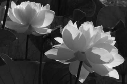 Photo by Suhas Mehra