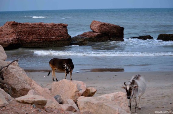 10357821_10152238583633124_4739809859208514005_n copy