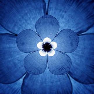 Blue flower