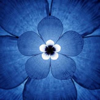 Blue flower